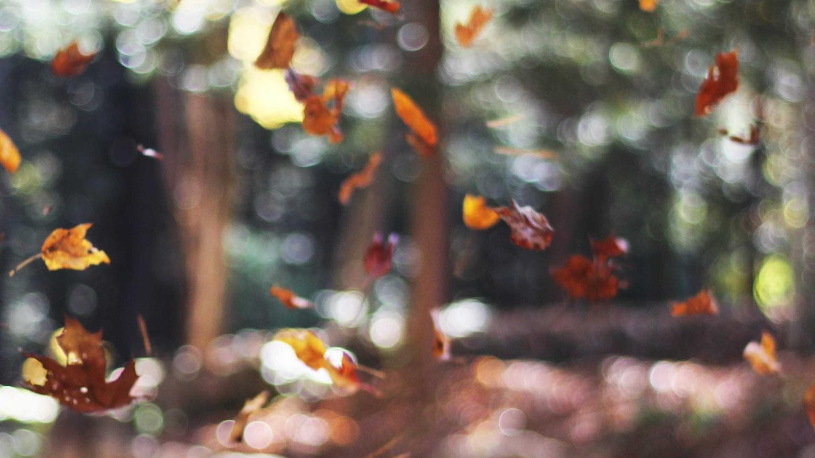 Complexo Bungalows de Mamucabinha