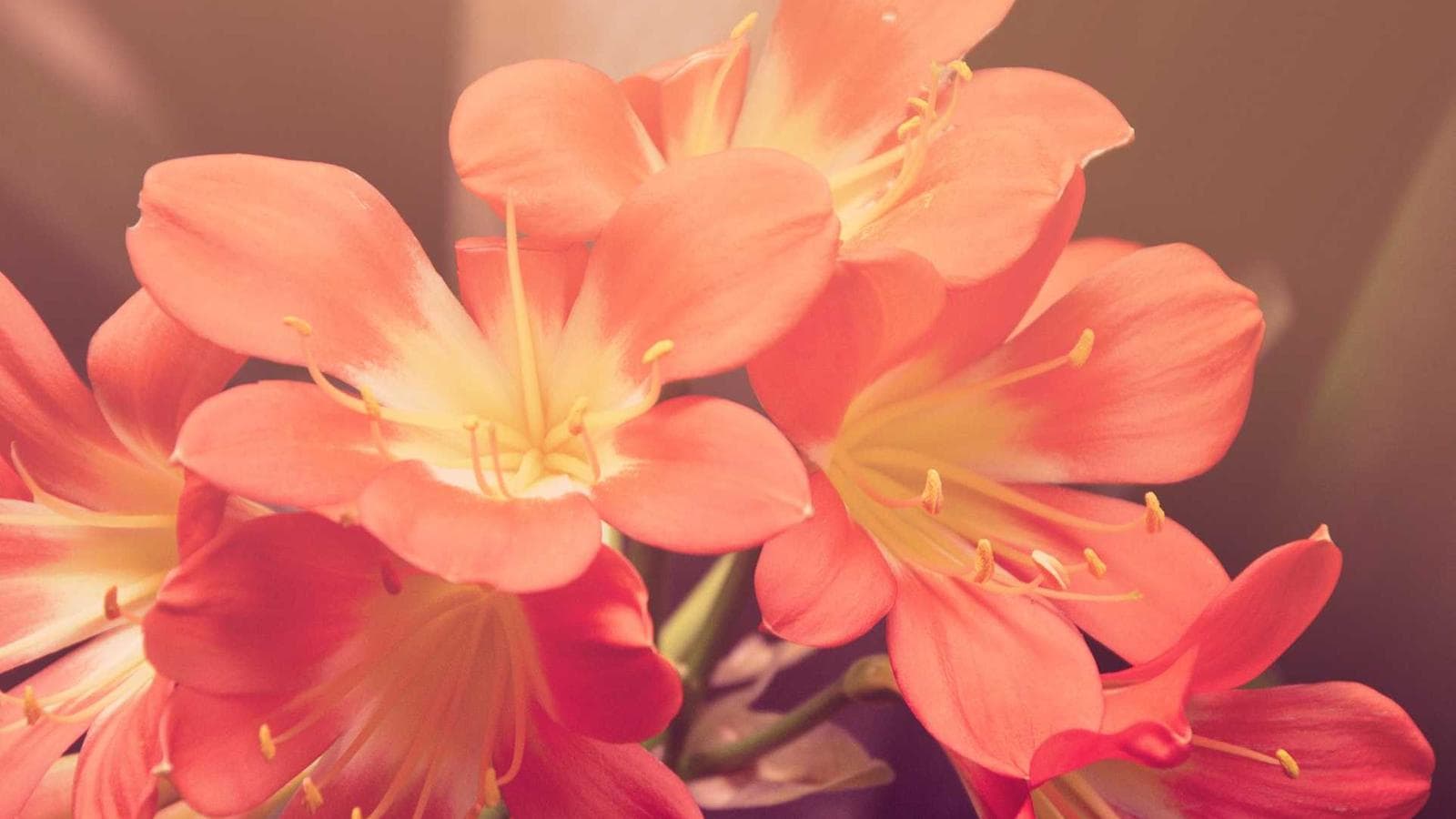 Mansão Praia de Mamucabinha